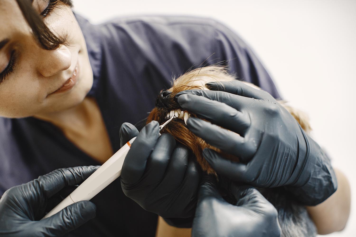 Limpieza dental a un perro pequeño