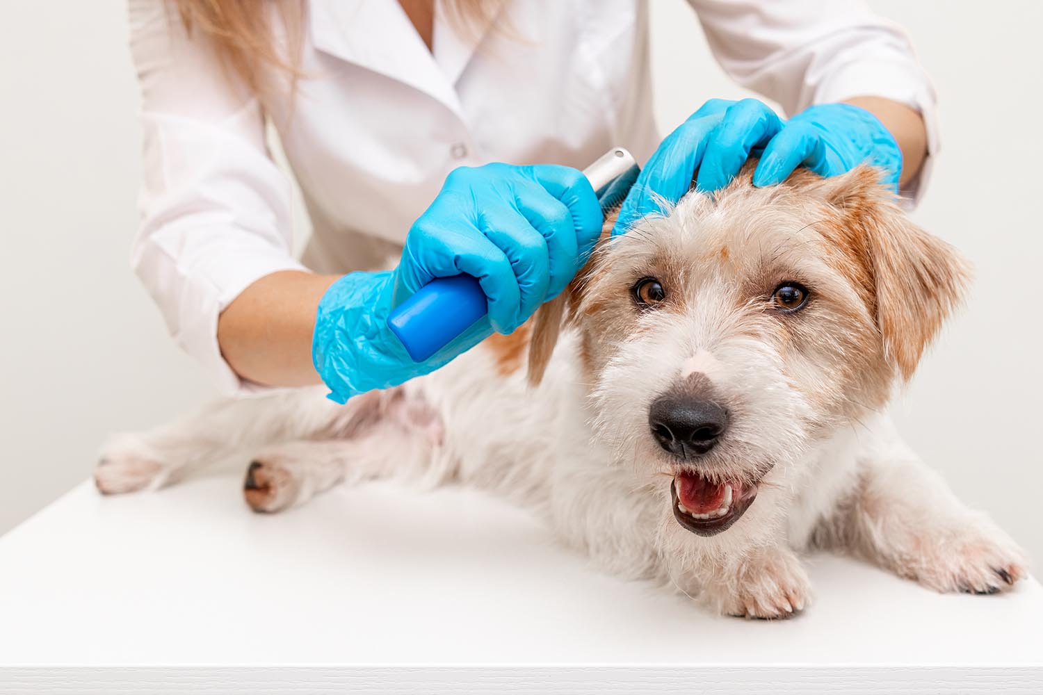 Estética canina: corte de pelo a un cachorro