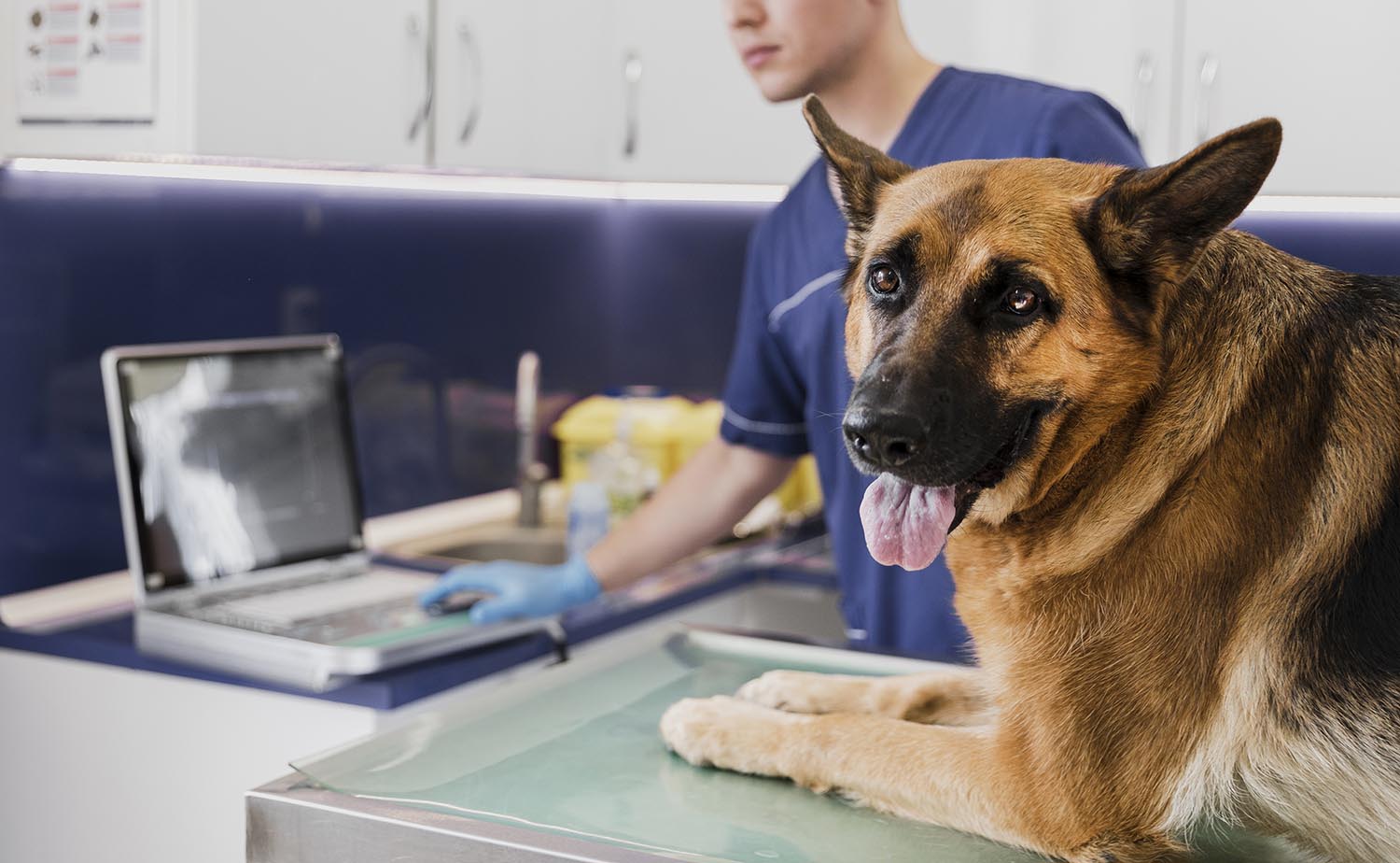 Veterinario revisando a un perro en el hospital